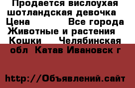 Продается вислоухая шотландская девочка › Цена ­ 8 500 - Все города Животные и растения » Кошки   . Челябинская обл.,Катав-Ивановск г.